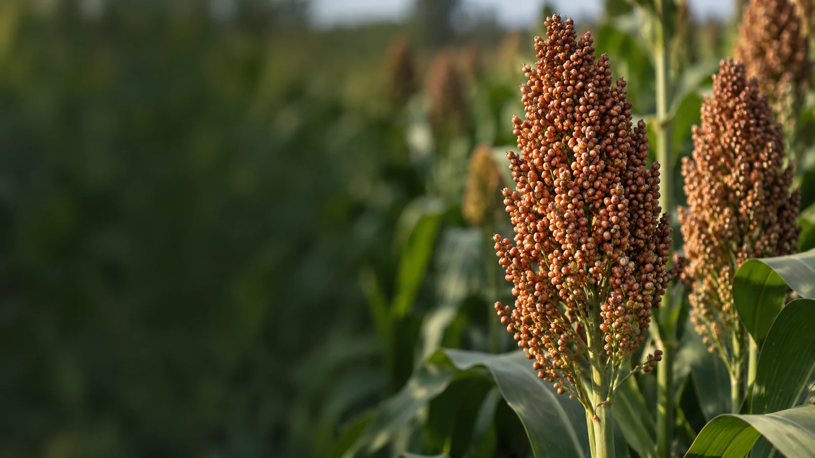 Lavoura de sorgo — imagem ilustrativa