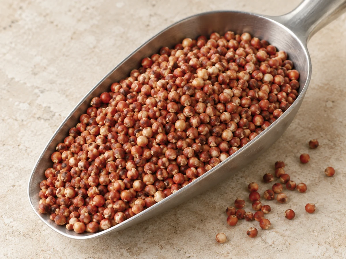 Grãos de sorgo — imagem ilustrativa